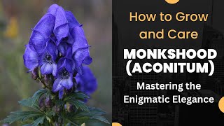 Mastering the Enigmatic Elegance How to Grow and Care for Monkshood Aconitum [upl. by Asiral810]