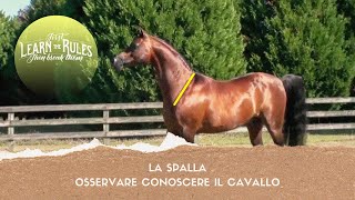 ♘ Cavalli  La Spalla  Conoscere  Osservare il Cavallo [upl. by Rehteh]