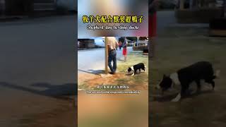 三隻牧羊犬默契趕鴨，配合無間，令人驚嘆！shorts nature wildlife animal wildanimals animals 寵物 猛獸世界 動物 [upl. by Imuy401]