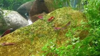 How to Predict When Red Cherry Shrimp Will Give Birth All Neocaridina Species [upl. by Notluf]