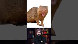 Animals Name Punjabi to English With Pictures AnimalNames LanguageExploration PunjabiToEnglish [upl. by Yerffoeg224]