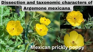 Argemone mexicana dissection with taxonomic characters botanypractical Argemone argemonemexicana [upl. by Afihtan756]