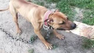 Jeepredboy pitbull 11 months enjoying the cowhide [upl. by Harberd]