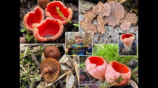 Pilze im März  02032019  Prachtbecherlinge ohne Ende im Auwald  Scarlet elf cup [upl. by Lehteb]