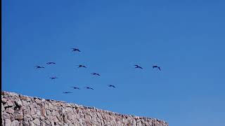 Sea Lions amp Pelicans of Monterey [upl. by Elberfeld410]