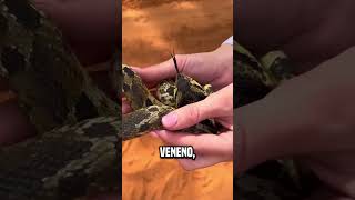 serpiente hacerse la muerta😮 shortsvideo [upl. by Olivette]