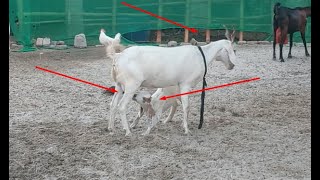 Baby goat is 49 days old drinking milk it is a very amazing video watch it fully [upl. by Uthrop]