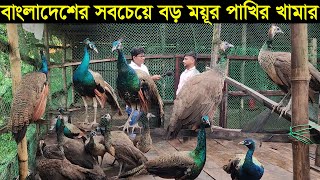 বাংলাদেশের সবচেয়ে বড় ময়ূর পাখির খামার করে সফল কুমিল্লার শাহ আলী জানুন বিস্তারিত [upl. by Eiramrefinnej]