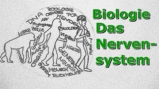 Nervensystem  Ein Überblick [upl. by Eelamme]