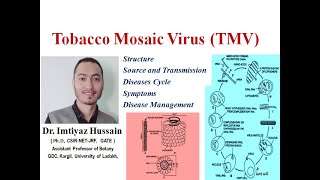 Tobacco Mosaic Virus TMV Structure Source and Transmission Diseases Cycle Symptoms Control [upl. by Brackett]