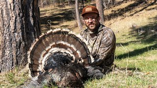 2024 Merriams Turkey Hunt  Public Land [upl. by Emalia511]