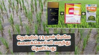 நெல்லில் 15 நாள் மேலே களைக்கொல்லி மருந்து தெளிப்பது  paddy herbicide spraying [upl. by Serica]