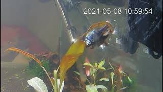 harlequin rasbora breeding [upl. by Akaya]