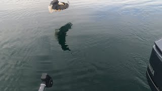 Winter Kokanee Fishing at Bullards Bar with Eagle Action [upl. by Marigolda]