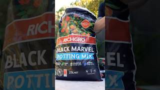 How to grow the BEST Potted Plants gardening pottedplants pottingmix gardeningtips [upl. by Nevile]