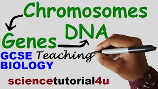 DNA CHROMOSOMES GENES amp ALLELES GCSE Science Biology [upl. by Neeuq]