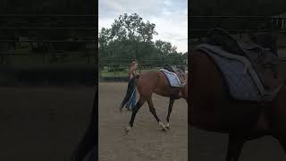 First saddling of a previously wild mustang horsetraining mustang horse [upl. by Liagaba]