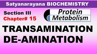 Chp15 Part2 Satyanarayana Biochemistry  Transamination amp Deamination  Amino Acid Metabolism [upl. by Idyh]