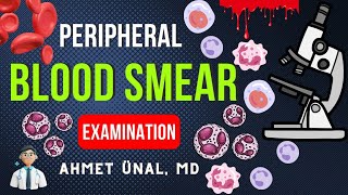 🔬 PERIPHERAL BLOOD SMEAR  NORMAL CELLS on MICROSCOPIC VIEW  EXAMINATION  HEMATOLOGY  ANIMATION [upl. by Akcirehs117]