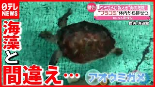 体内から大量のプラゴミが… アオウミガメが知らせる海の危機（2021年7月20日放送「news every」より） [upl. by Muncey]