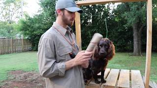 Force Fetching your Boykin Spaniel Training Tula 005 [upl. by Nairam998]