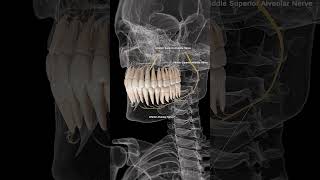 🦷 Alveolar Nerves The Sensory Pathways of Your Teeth 🦷 [upl. by Alejandrina211]