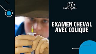 Examen dun cheval avec colique récurrentes  Explication 🎥🇫🇷🇬🇧131 [upl. by Lednik]