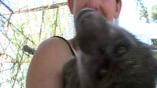 Baby Baboons FrikkeampGracie [upl. by Yeldnarb583]