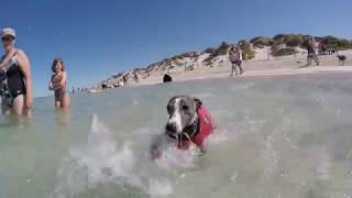 Whippet at the Beach [upl. by Ellenahs]