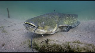 Il PESCE SILURO il GIGANTE del fiume [upl. by Sheree280]