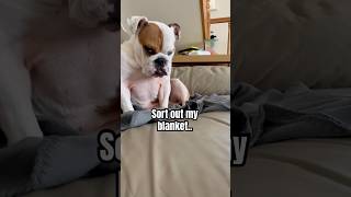 This English Bulldog is not happy😳bulldog youtubecreatorcommunity dogsofyoutube [upl. by Eikcaj]