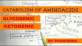 Catabolism of Aminoacids  Degradation  Glycogenic and Ketogenic Aminoacids [upl. by Turley]