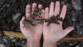 How To 4 Catch Hundreds of Crayfish and Hellgrammites by Seine Net for Bait Fishing [upl. by Gnav]