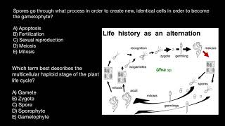 Sporic Meiosis quiz questions [upl. by Pius831]