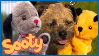 Sooty Tries to Train Sweep  The Sooty Show [upl. by Cherice]