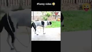 funny dog puppy 😂funnyanimal shortsviral [upl. by Ainolopa]