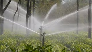 Sprinkler Irrigation System in Tea Garden Close Look 2018 [upl. by Klemm]