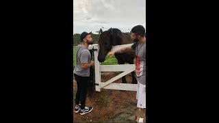 Gusttavo Lima Amanhecendo o Dia Cantando na Fazenda ⛅🐂🐎 🎙️🎶🇧🇷 [upl. by Nnylharas]