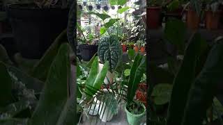 Philodendron X Anthurium plants tanamanindoor nature tanamanhiastermurah garden tanaman [upl. by Shelli922]