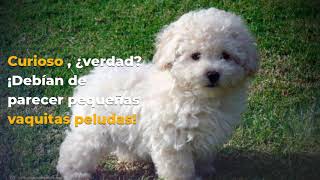 Te lo contamos TODO sobre la Raza Caniche o Poodle Mediano [upl. by Yelda471]