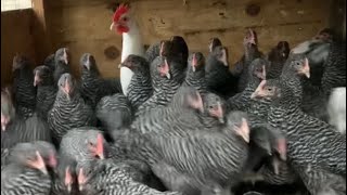 Chicken TimeLapse [upl. by Landon]