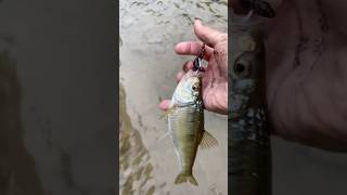 Chunky little Shiner River Fishing fishing [upl. by Nibroc]