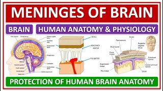 MENINGES OF BRAIN PROTECTION OF HUMAN BRAIN HUMAN ANATOMY amp PHYSIOLOGY CEREBROSPINAL FLUID CSF [upl. by Eenet]