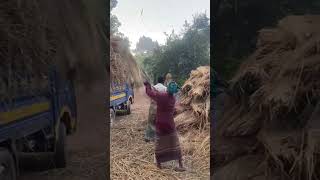 গরুর খর লোড করা হচ্ছে। খামার farmbd cow village cattlefarm rich work workout [upl. by Milena]