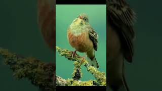 Ortolan Bunting [upl. by Agon]