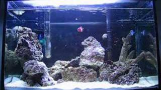 10 gallon nano reef clownfish yellowtail blue damsel [upl. by Tail839]