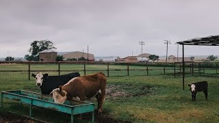 Waggoner Ranch Iconic Chunk of Texas for Sale at 725 Million [upl. by Gerhan]