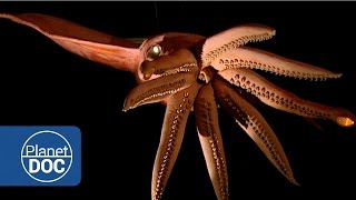 Kraken Project In search of the Giant Squid  Full Documentaries  Planet Doc Full Documentaries [upl. by Allit488]