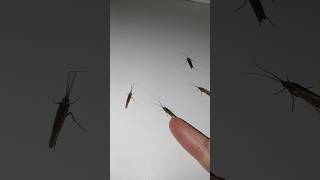 insect viralshort NatureFour midges is on photo shoot 🦗🦗🦗🦗 [upl. by Eineeuq148]