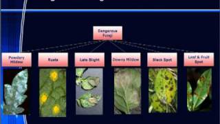 Plant Health amp Disease Troubleshooting Guide [upl. by Arimlede]